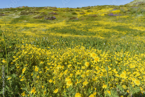 Lots of wild flower blossom at Diamond Valley Lake