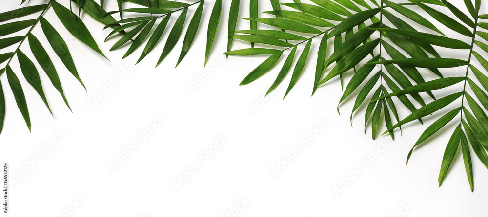 beautiful palm leaves - obrazy, fototapety, plakaty 