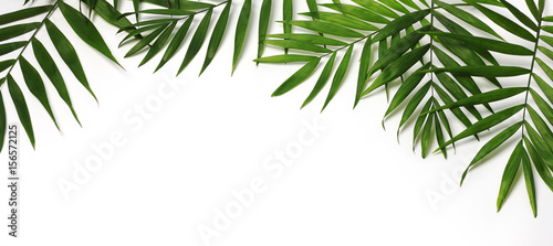 Fotografiet beautiful palm leaves