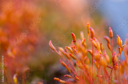 bright, saturated vegetable background, soft focus