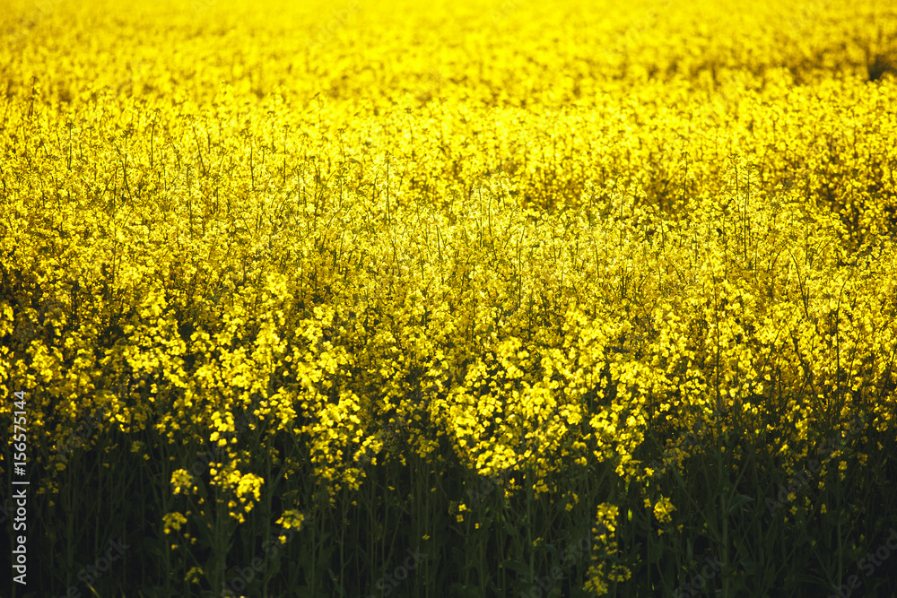 Field of yellow flowering rapeseed plants with recently ploughed brown field in background. A green field sown with grain evening time. Field of yellow flowering rapeseed plants with recently ploughed brown field in background. A green field sown with grain evening time.