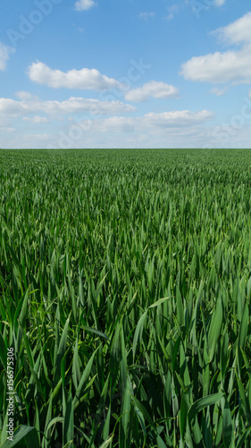 Green meadow with blue sky at springtime vertical