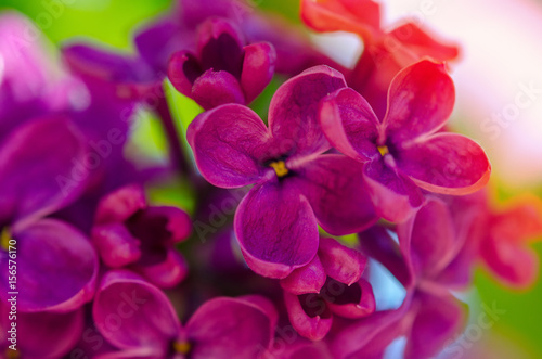 bright, solar lilac background. Lilac flowers