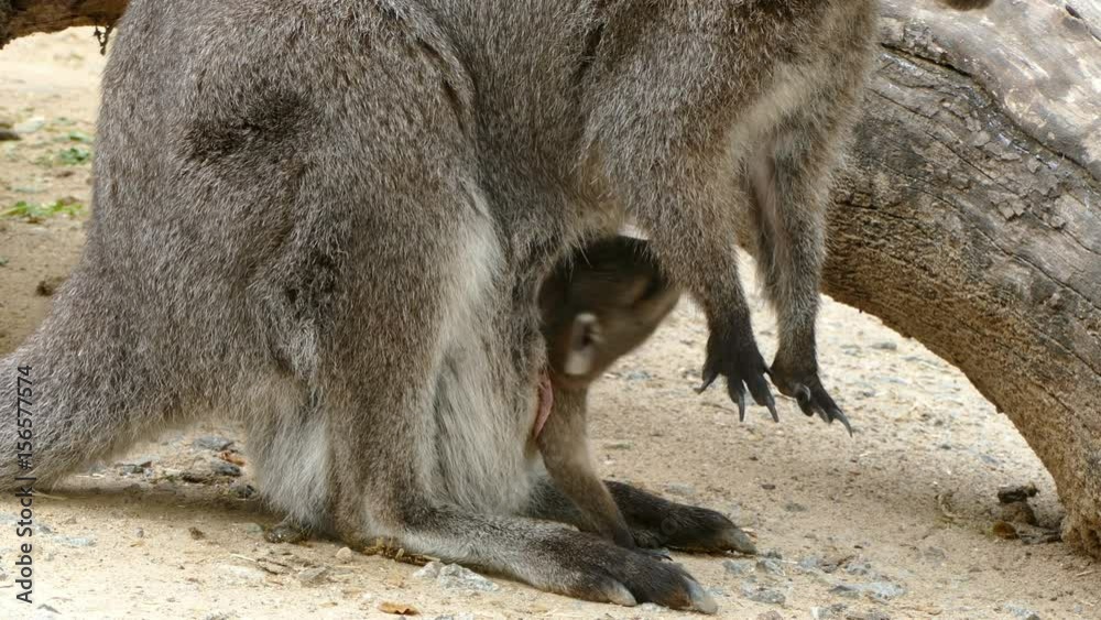 Close up of kangaroo (Red-Necked Wallaby) female , with breeding in the marsupial pouch. Close up of kangaroo (Red-Necked Wallaby) female , with breeding in the marsupial pouch.