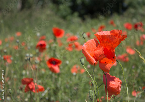 field of red poppies