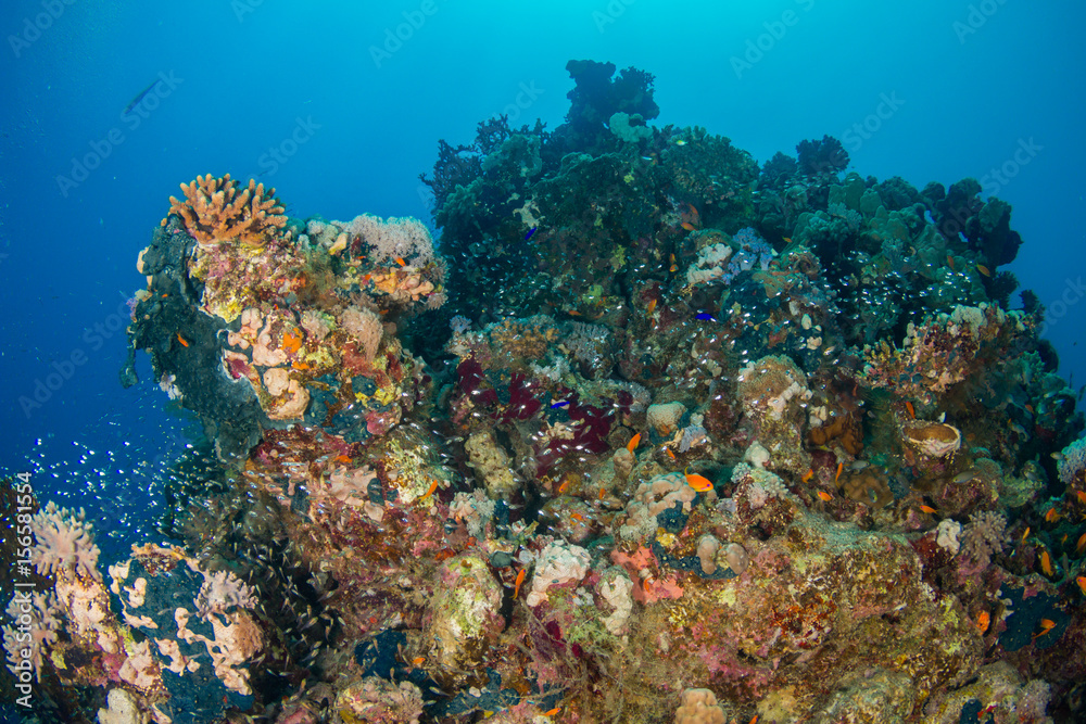 Reeflife