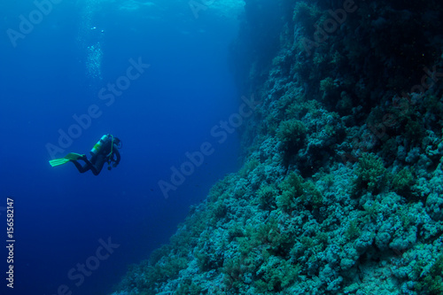 Diver at Elphinstone
