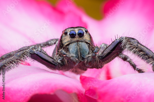 Super macro male Hyllus diardi or Jumping spider on Desert Rose