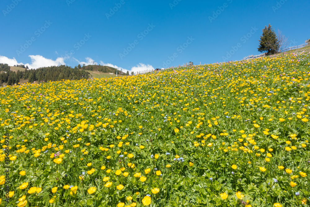 farbenprächtige Blumenwiese in den Alpen im Frühjahr farbenprächtige Blumenwiese in den Alpen im Frühjahr