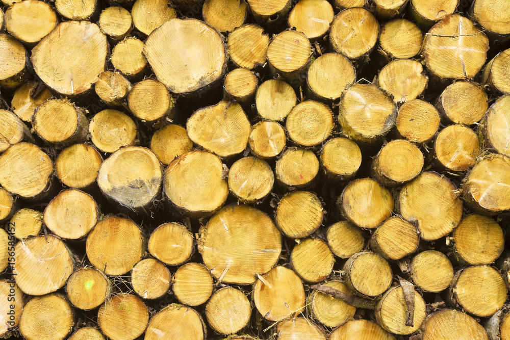 Frontal view of a wooden trunks stacked on one another Frontal view of a wooden trunks stacked on one another