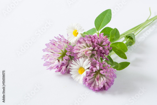 Wild flowers on white background, close up