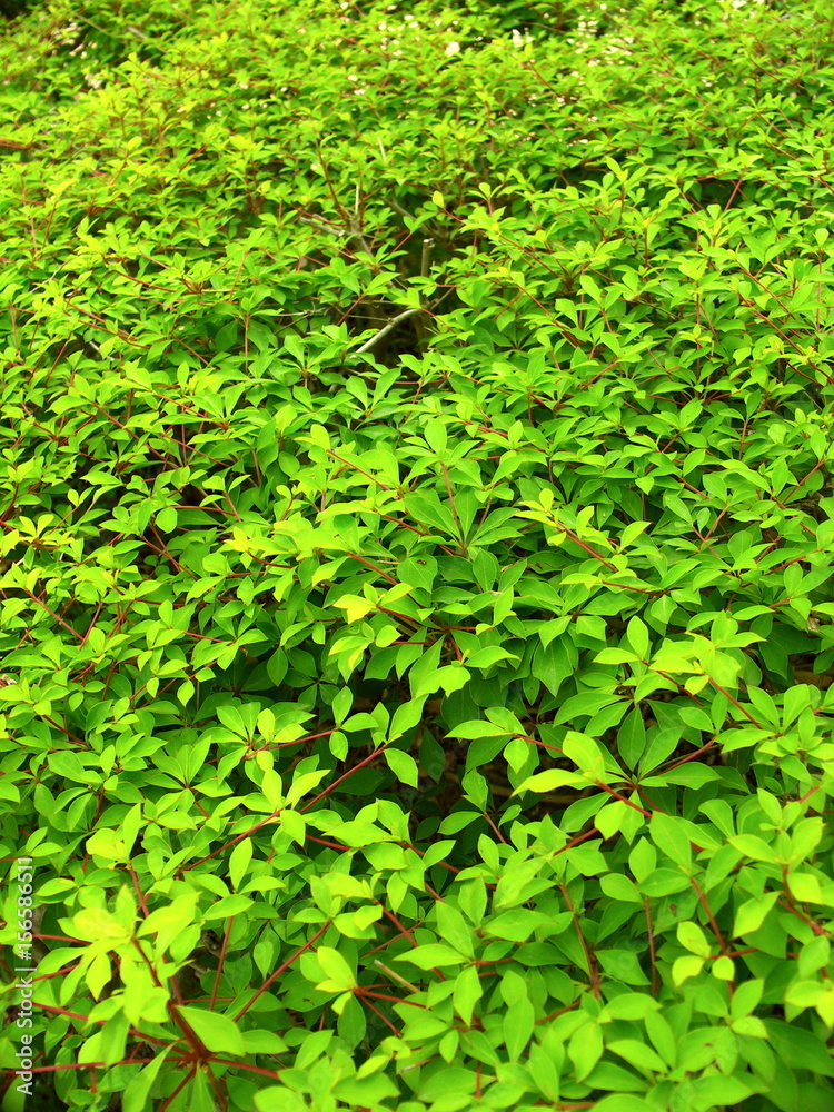 Obraz premium ドウダンツツジの若葉