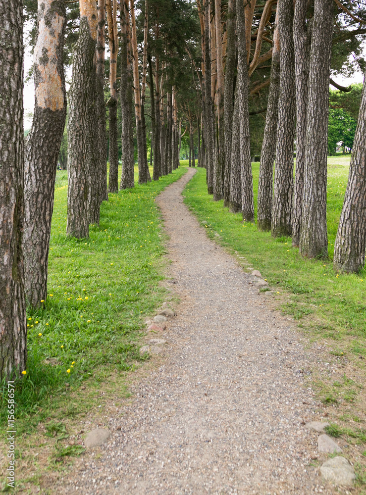 A narrow path in a pine forest A narrow path in a pine forest