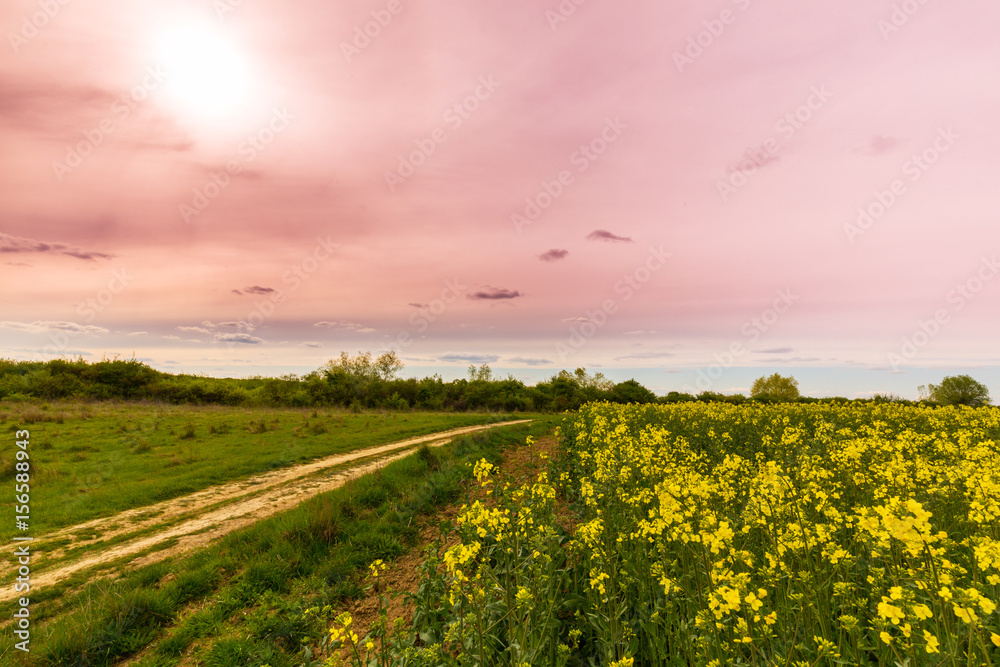 Canola fields in spring, and beautiful storm clouds at sunset