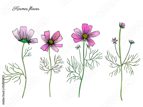 Kosmos flower, kosmeya hand drawn doodle ink sketch, colorful illustration, wild flower astra, floral design for greeting card, wedding invitation, element pattern, cosmetic packaging, florist shop