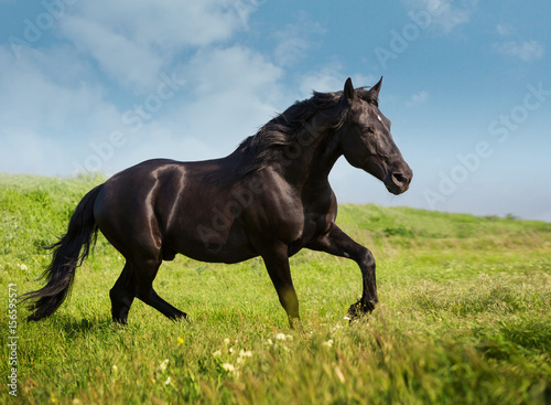 Black horse runs on a green field on clouds background © ashva