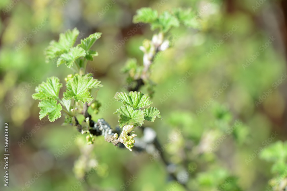 Flowers and young leaves on a bush of currant close up