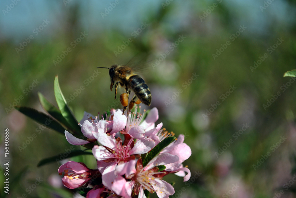 Branches of flowering wild cherry (sakura) and a bee pollinates a flower with nectar collected near its legs, fly over, sunny spring day Branches of flowering wild cherry (sakura) and a bee pollinates a flower with nectar collected near its legs, fly over, sunny spring day