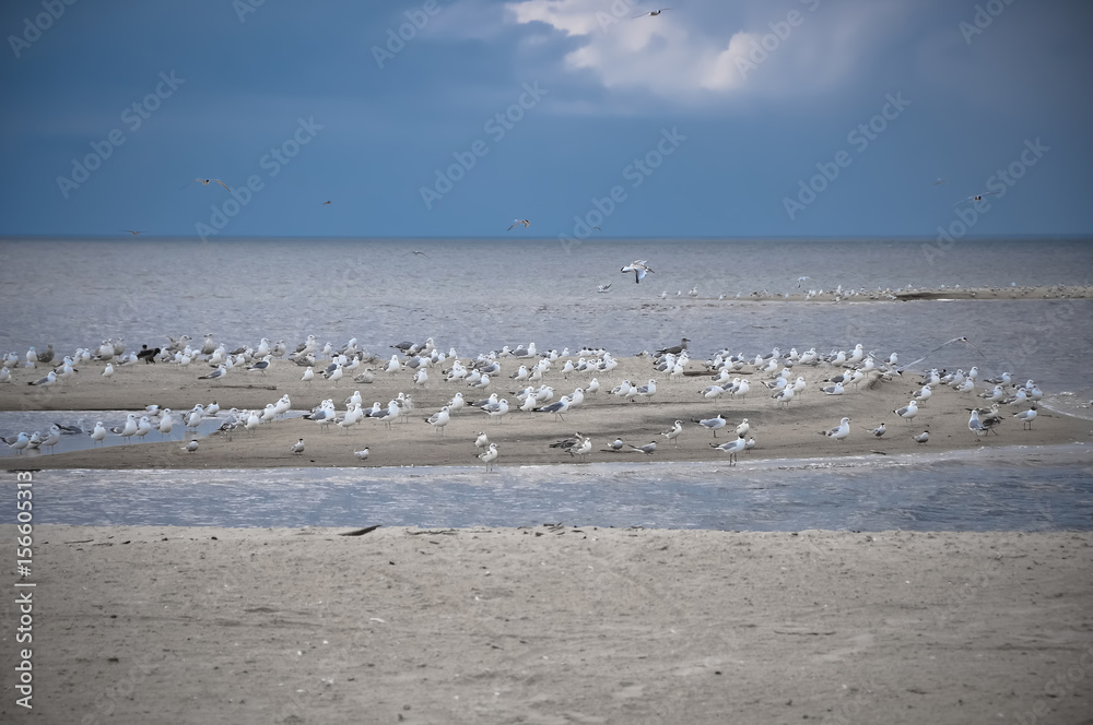 Gulls birds in the sky, beach, Baltic Sea, Latvia