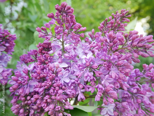 Beautiful freshly blooming purple lilac flowers