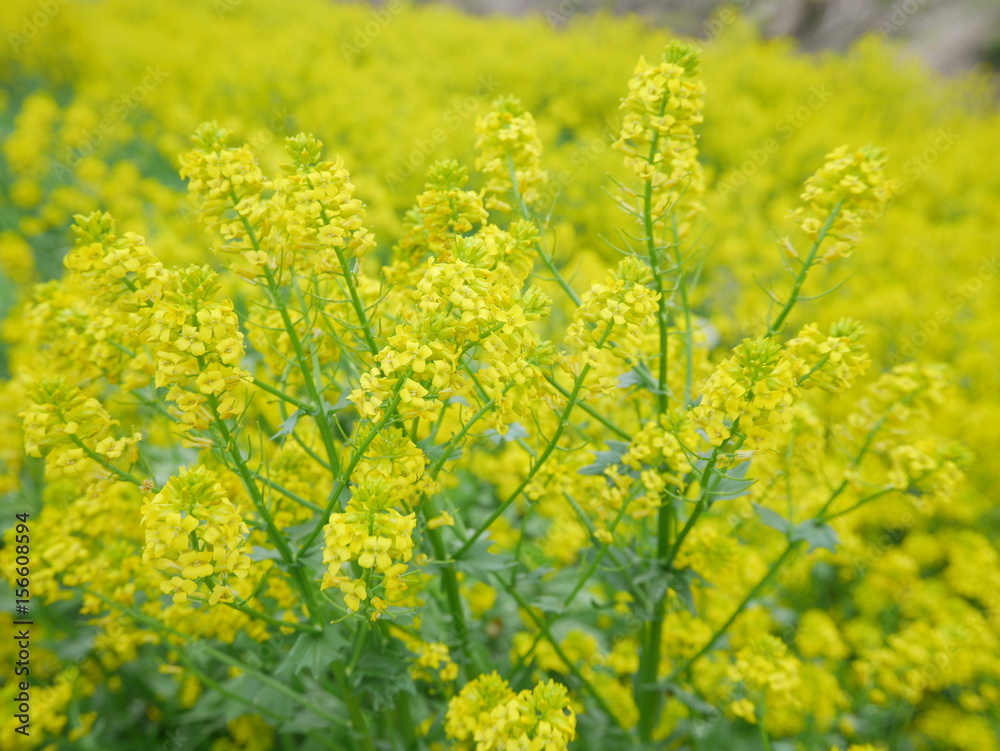 Bright yellow canola flowers blooming beautifully in wild field Bright yellow canola flowers blooming beautifully in wild field
