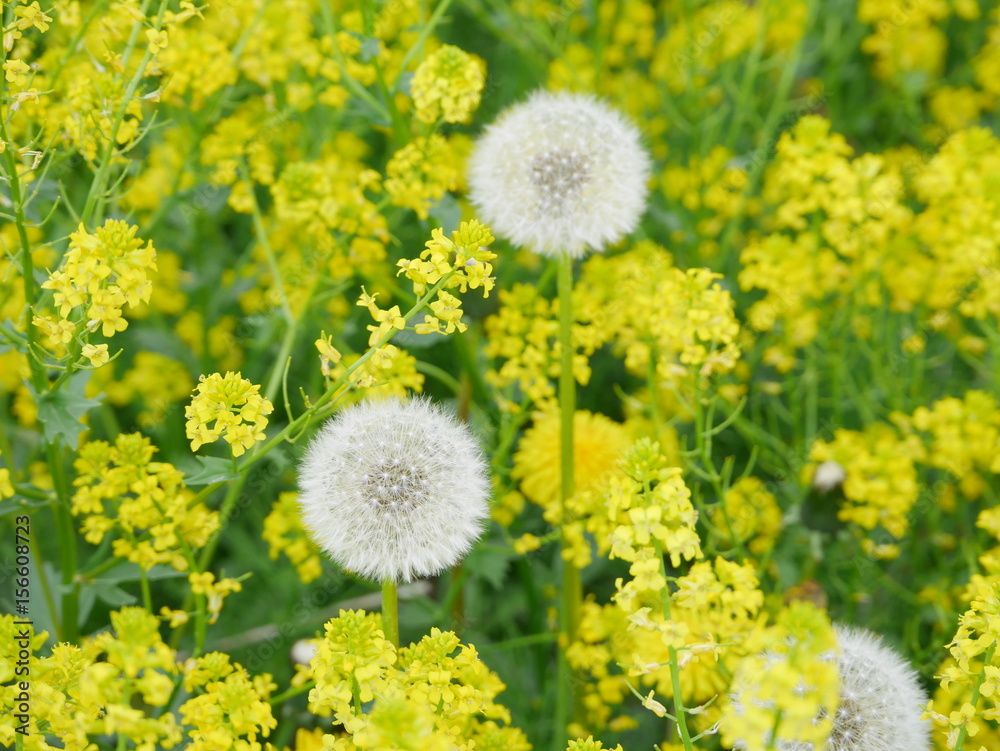 Dandelion fluffs in a rapeseed flower field Dandelion fluffs in a rapeseed flower field
