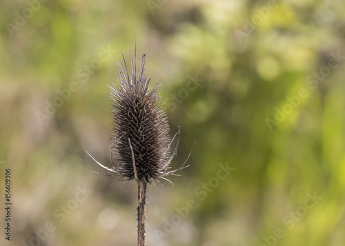 Prickly Flower © Bobby