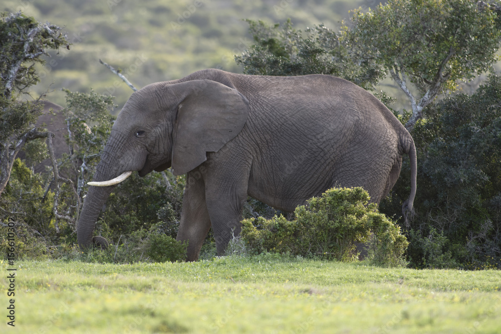 African Bush Elephant, Addo Elephant National Park African Bush Elephant, Addo Elephant National Park