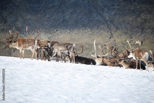 Norway reindeer
