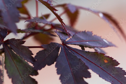 Red maple leaf2 photo