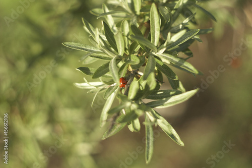 A ladybug, a beetle on a branch of sea-buckthorn
