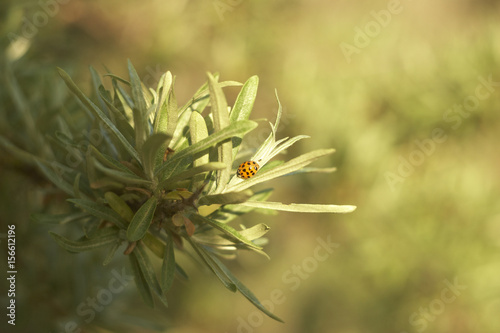 A ladybug, a beetle on a branch of sea-buckthorn