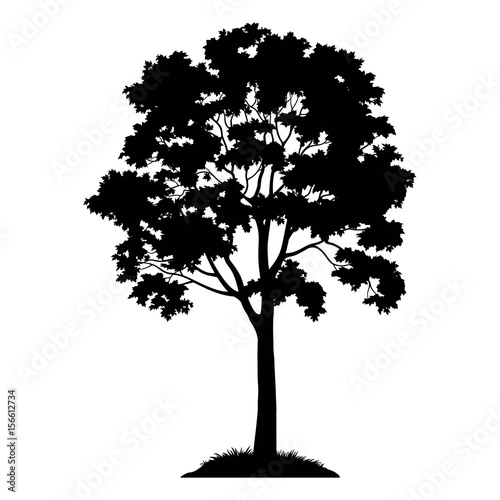 Maple Tree with Leaves and Grass Black Silhouette Isolated on White Background. Vector