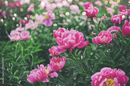 Beautiful pink peonies flowers, greens and bokeh lighting in the garden, summer outdoor floral nature background