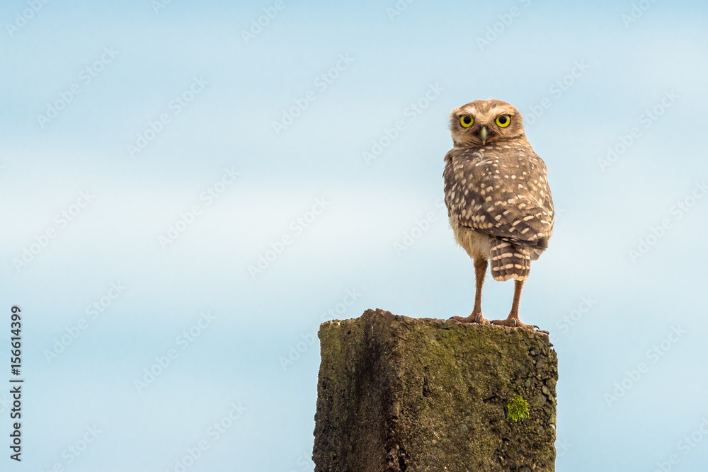 Fototapeta premium Kaninchenkauz nahe Iguazu, Brasilien