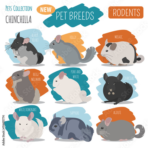 Chinchilla breeds icon set flat style isolated on white. Pet rodents collection. Create own infographic about pets
