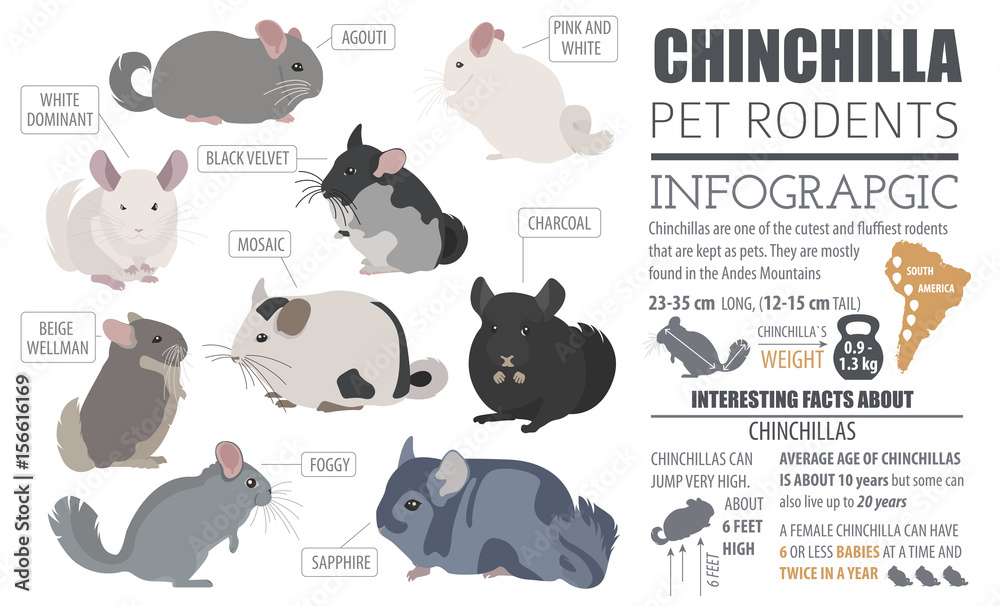 Αυτοκόλλητο Chinchilla breeds icon set flat style isolated on white
