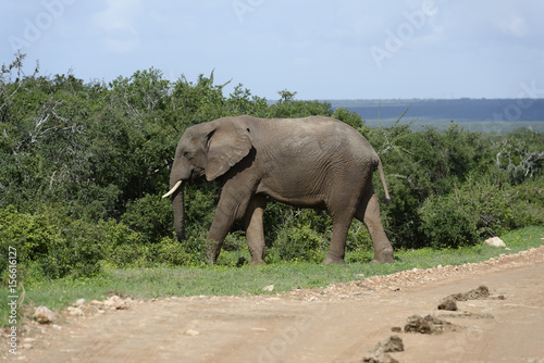 African Bush Elephant  Addo Elephant National Park