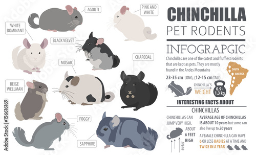 Chinchilla breeds icon set flat style isolated on white. Pet rodents collection. Create own infographic about pets photo