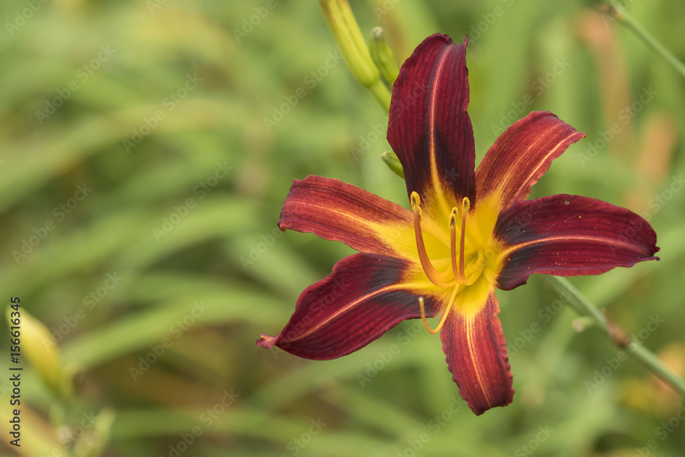 red and yellow lilium close up detail with green background red and yellow lilium close up detail with green background