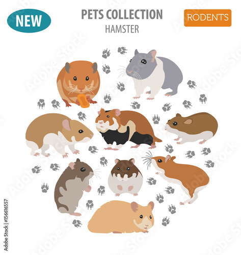 Hamster breeds icon set flat style isolated on white. Pet rodents collection. Create own infographic about pets