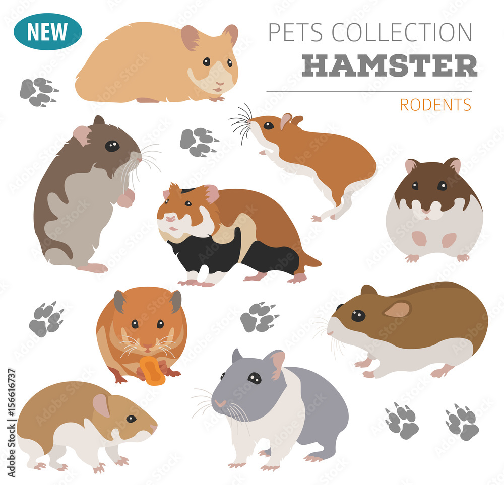 Hamster breeds icon set flat style isolated on white. Pet rodents collection. Create own infographic about pets Hamster breeds icon set flat style isolated on white. Pet rodents collection. Create own infographic about pets