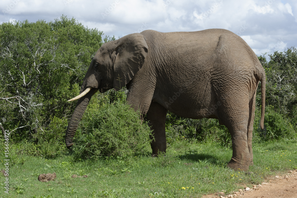 Fototapeta premium African Bush Elephant, Addo Elephant National Park