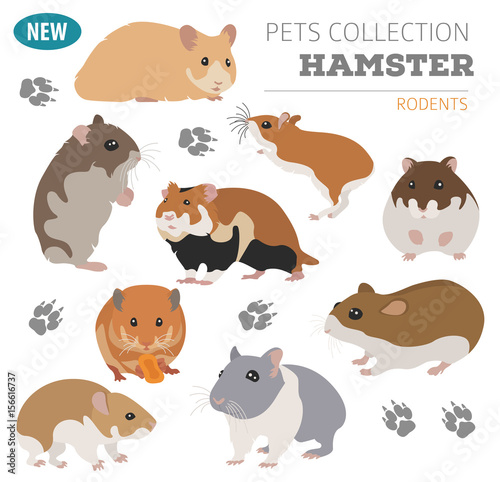 Hamster breeds icon set flat style isolated on white. Pet rodents collection. Create own infographic about pets