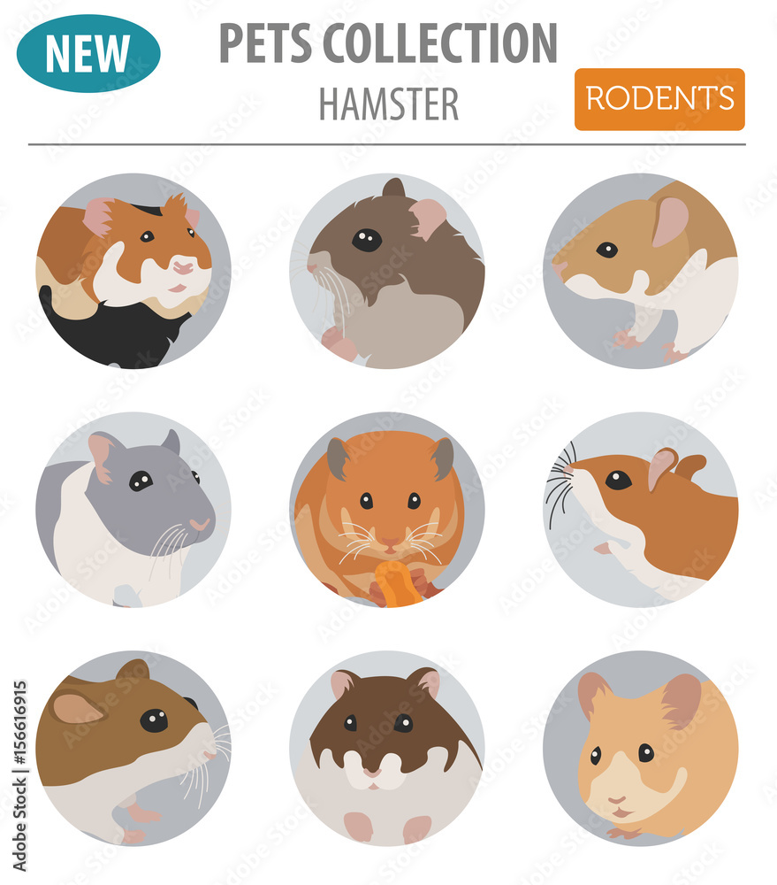 Obraz premium Hamster breeds icon set flat style isolated on white. Pet rodents collection. Create own infographic about pets