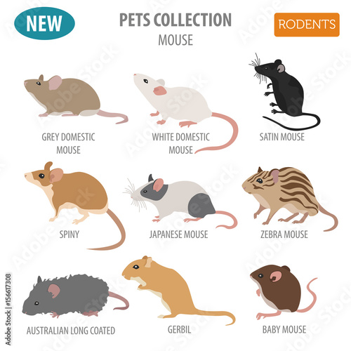 Mice breeds icon set flat style isolated on white. Mouse rodents collection. Create own infographic about pets