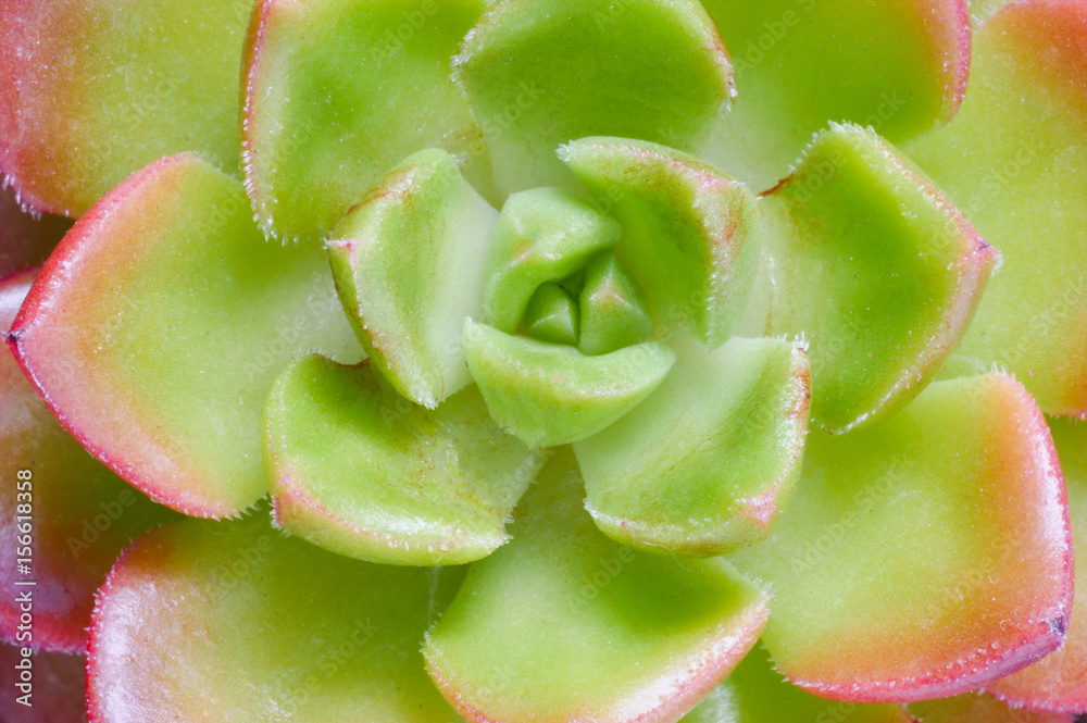 Top view cute green red succulent plant macro close up background. Top view cute green red succulent plant macro close up background.
