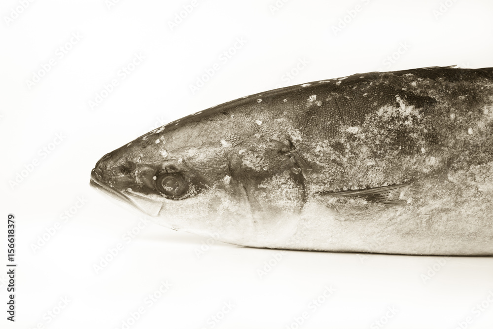 Frozen fish on a white background. Toned Frozen fish on a white background. Toned