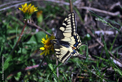 Swallowtail butterfly sitting on dandelion, profile, spring sunny day, Ukraine, soft bokeh