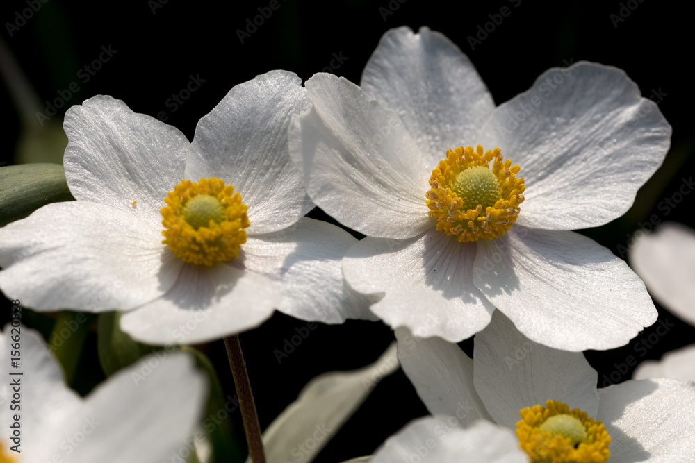 Obraz premium Flowers